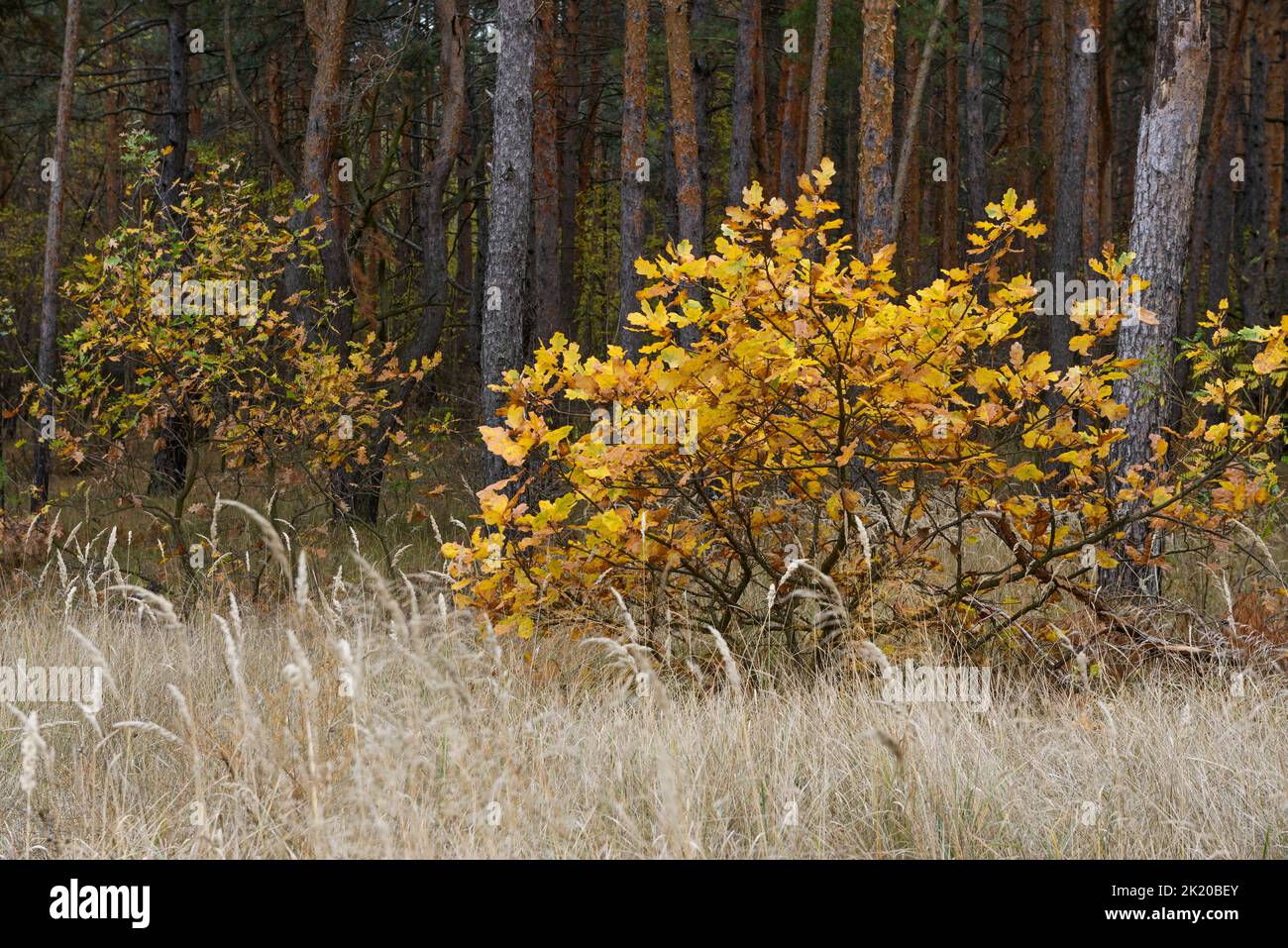 Petits chênes qui poussent sur fond de nombreuses pins dans la forêt d'automne mixte de Tsarychanka, dans la région de Dnepropetrovsk, en Ukraine. Banque D'Images