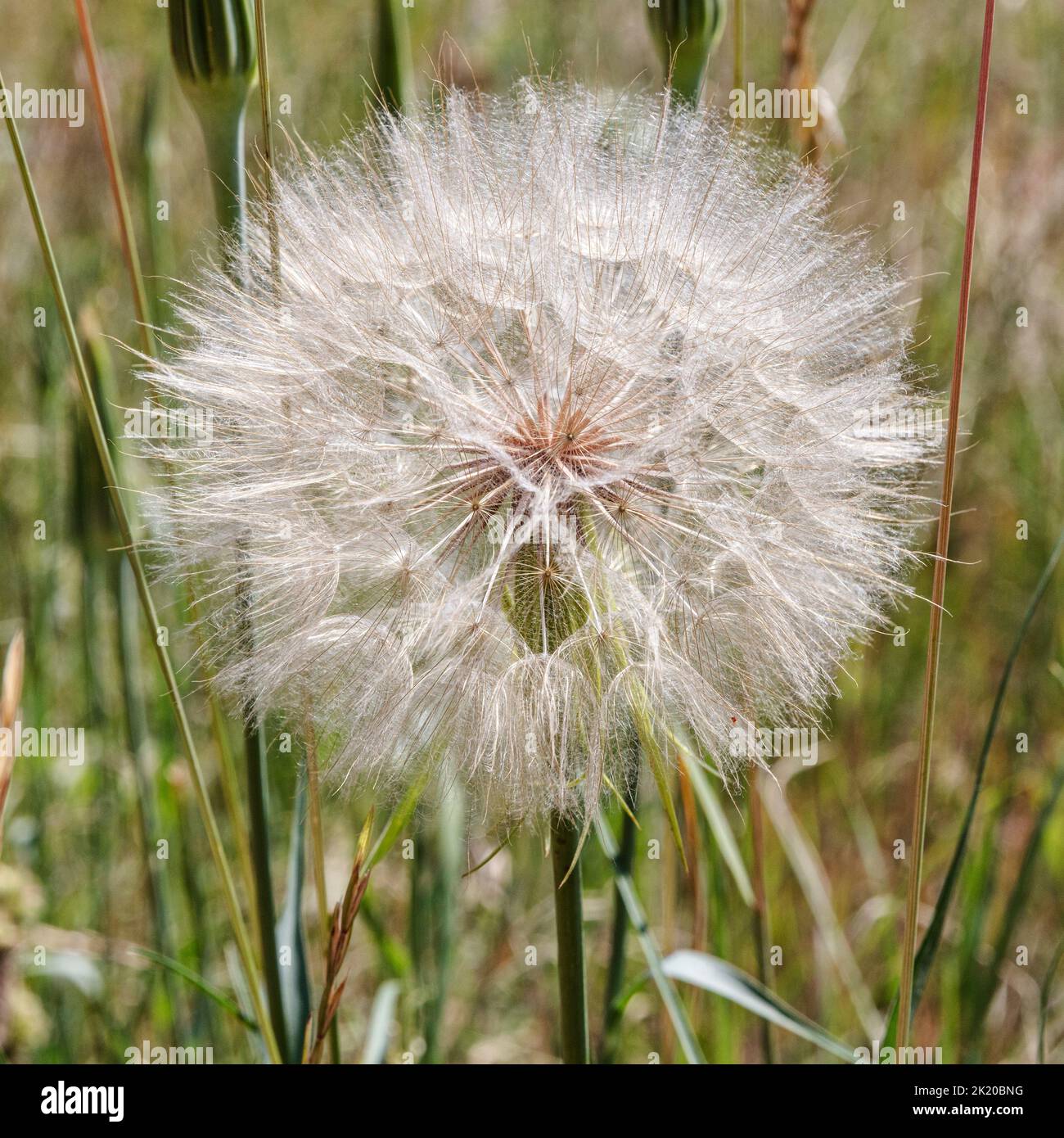 WESTERN Salsify (Tragopogon spp.), près de Denver, Colorado, États-Unis Banque D'Images