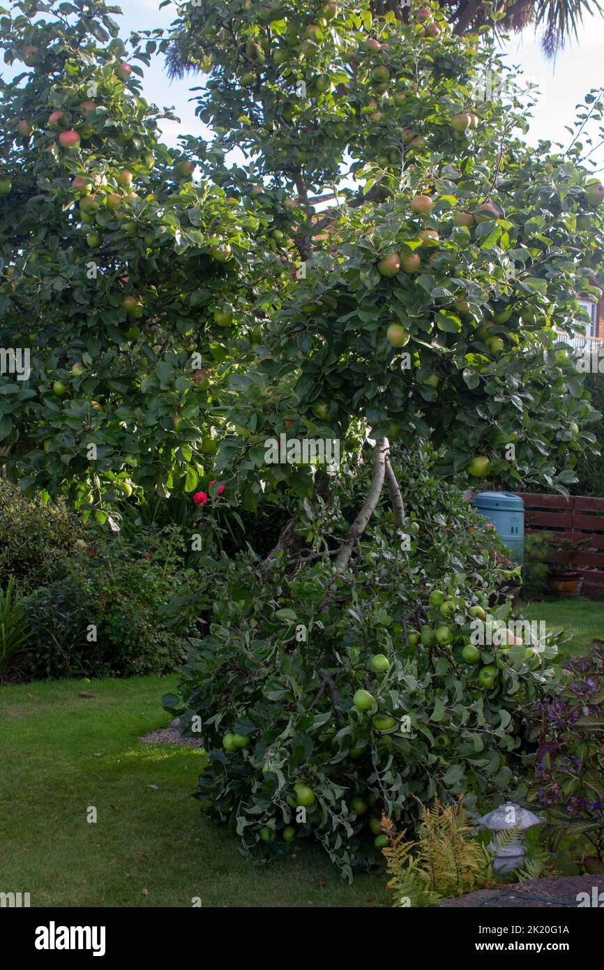 Septembre 2022 un vieux Pommier Bramley avec une branche brisée par le poids de ses propres fruits. Il n'y a pas de pourriture ou de maladie à la rupture qui a été c Banque D'Images
