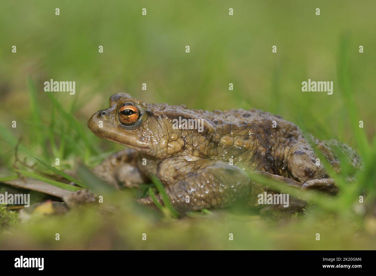 Gros plan sur un toad européen commun, Bufu bofo dans le jardin sur fond vert Banque D'Images