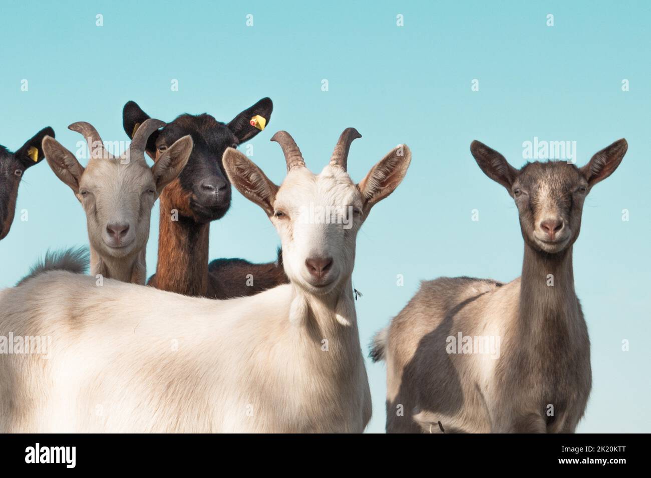 Ferme de chèvre en plein air dans le village Banque D'Images