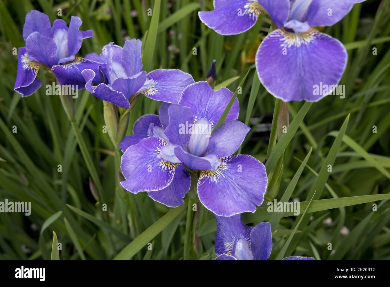 Iris bleu en fleur RHS Garden Rosemoor North Devon Banque D'Images