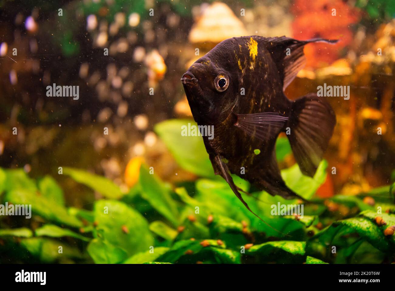 Angelfish (Pterophyllum scalare) dans l'aquarium d'eau douce d'origine Banque D'Images