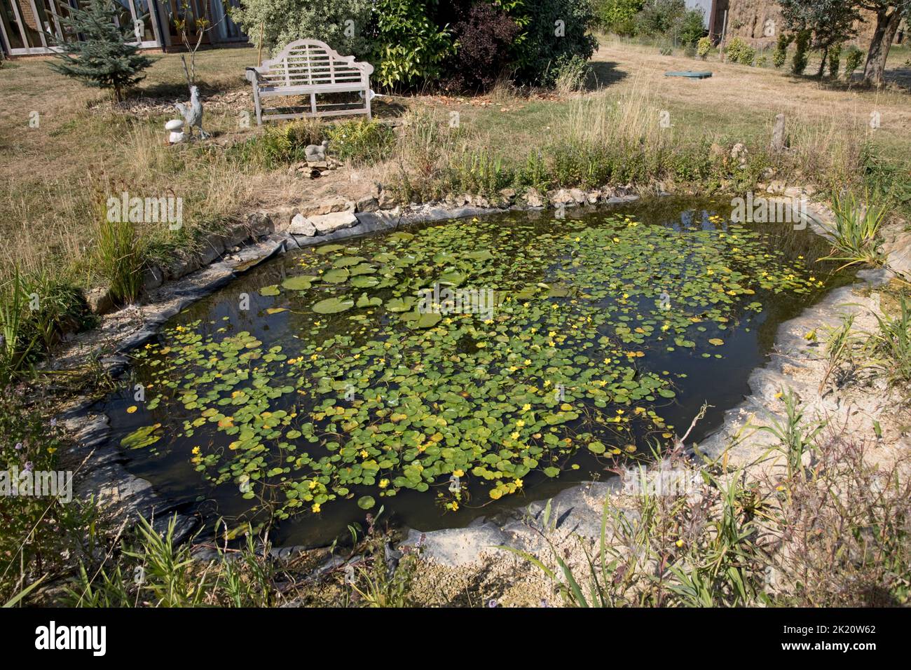 Grand étang de jardin avec des lys en fleur Cotswolds Royaume-Uni Banque D'Images