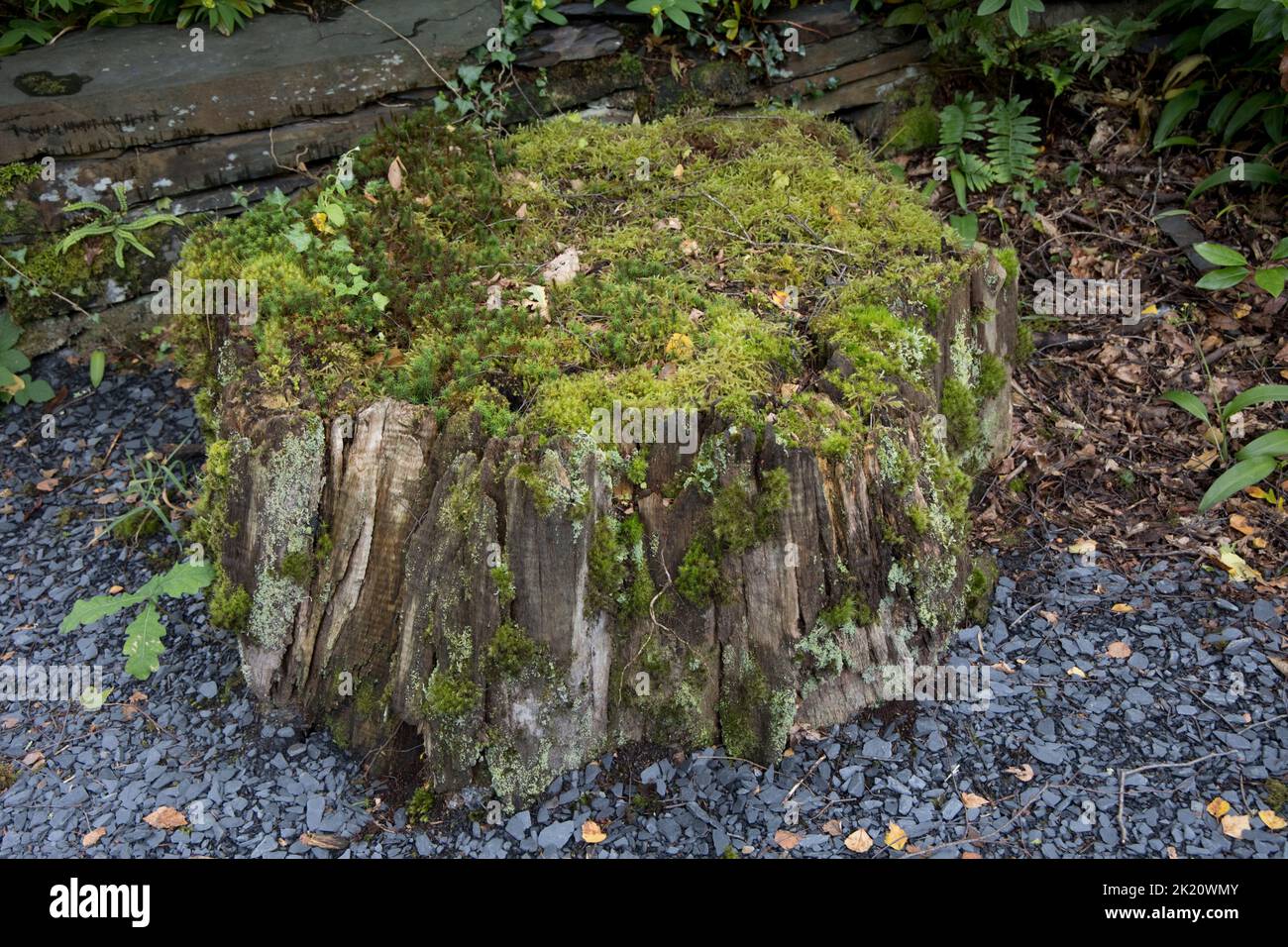Souche d'un vieux arbre pourri recouverte de différentes espèces de mousse et de lichen de l'ouest du pays de Galles au Royaume-Uni Banque D'Images