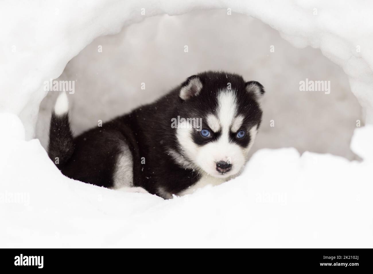 Portrait d'hiver d'un chiot husky Sibérien aux yeux bleus Banque D'Images