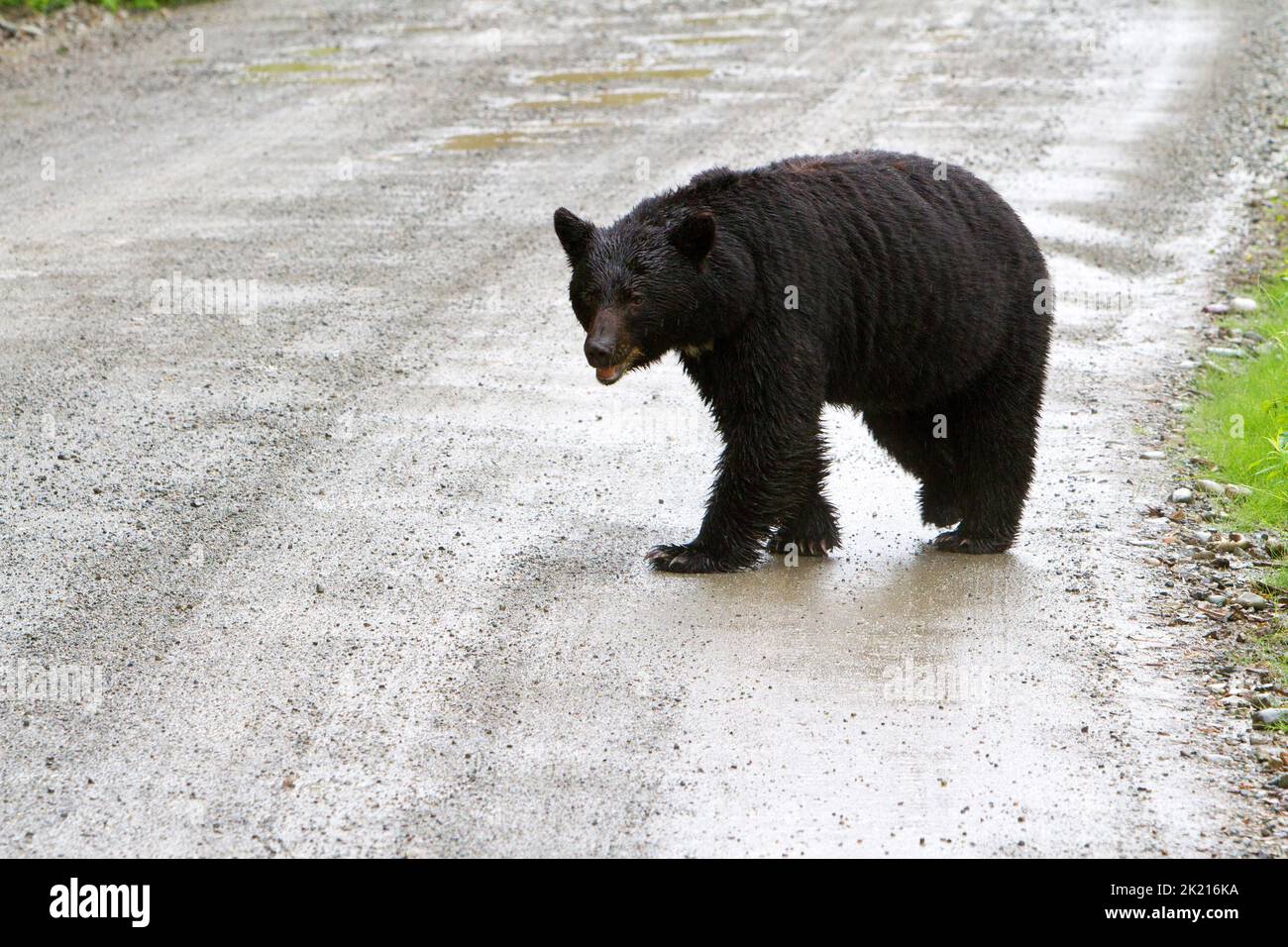 Un ours noir (Ursus americanus) traversant une route de montagne en gravier sous la pluie dans la forêt nationale de Tongass, près de Hyder, Alaska, États-Unis en juillet Banque D'Images