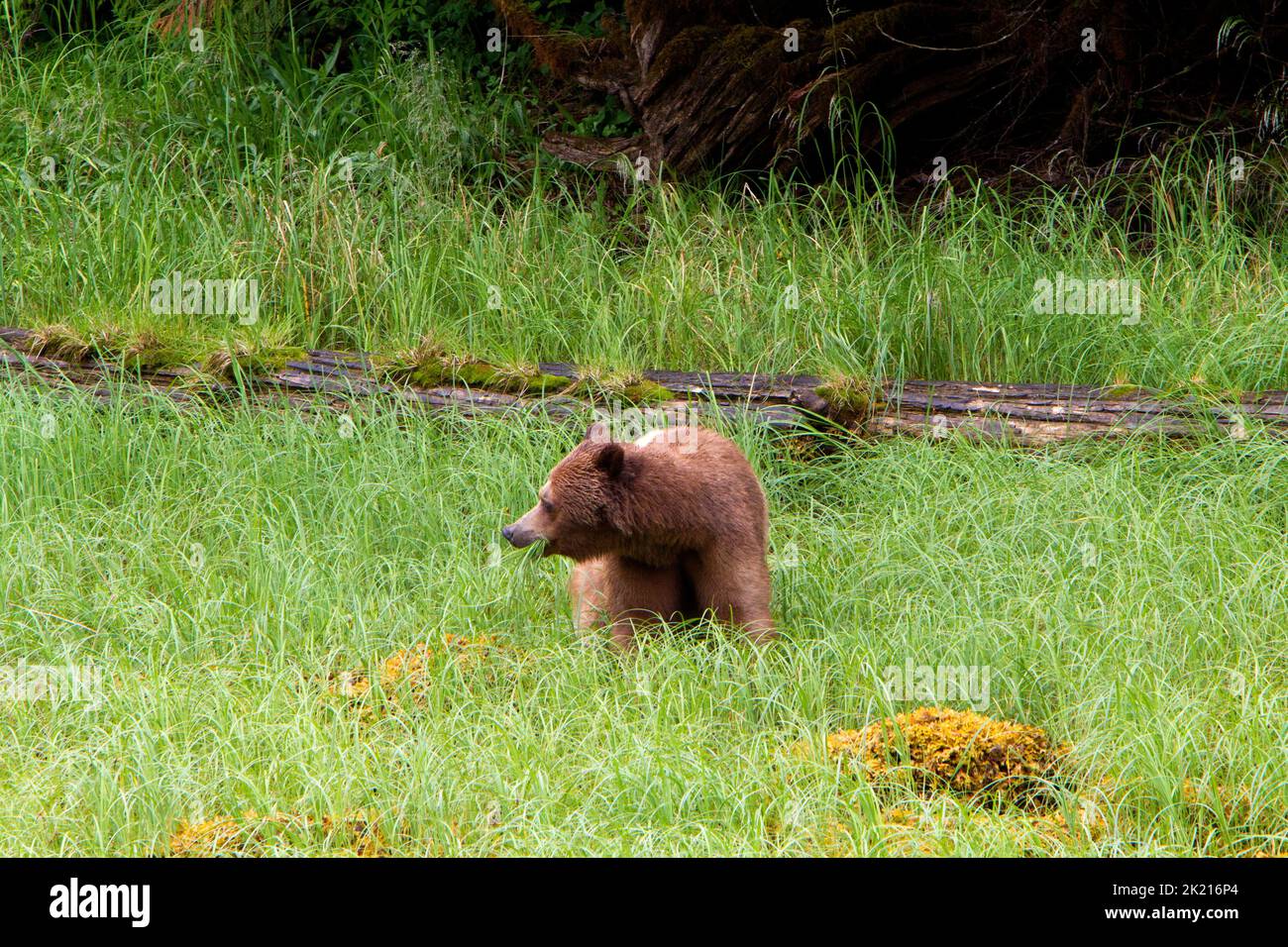 L'ours grizzli (Ursus arctos horribilis) se nourrissant de l'herbe le long des rives de l'Inlet Khutzeymateen, au nord de Prince Rupert, C.-B., Canada, en juillet Banque D'Images