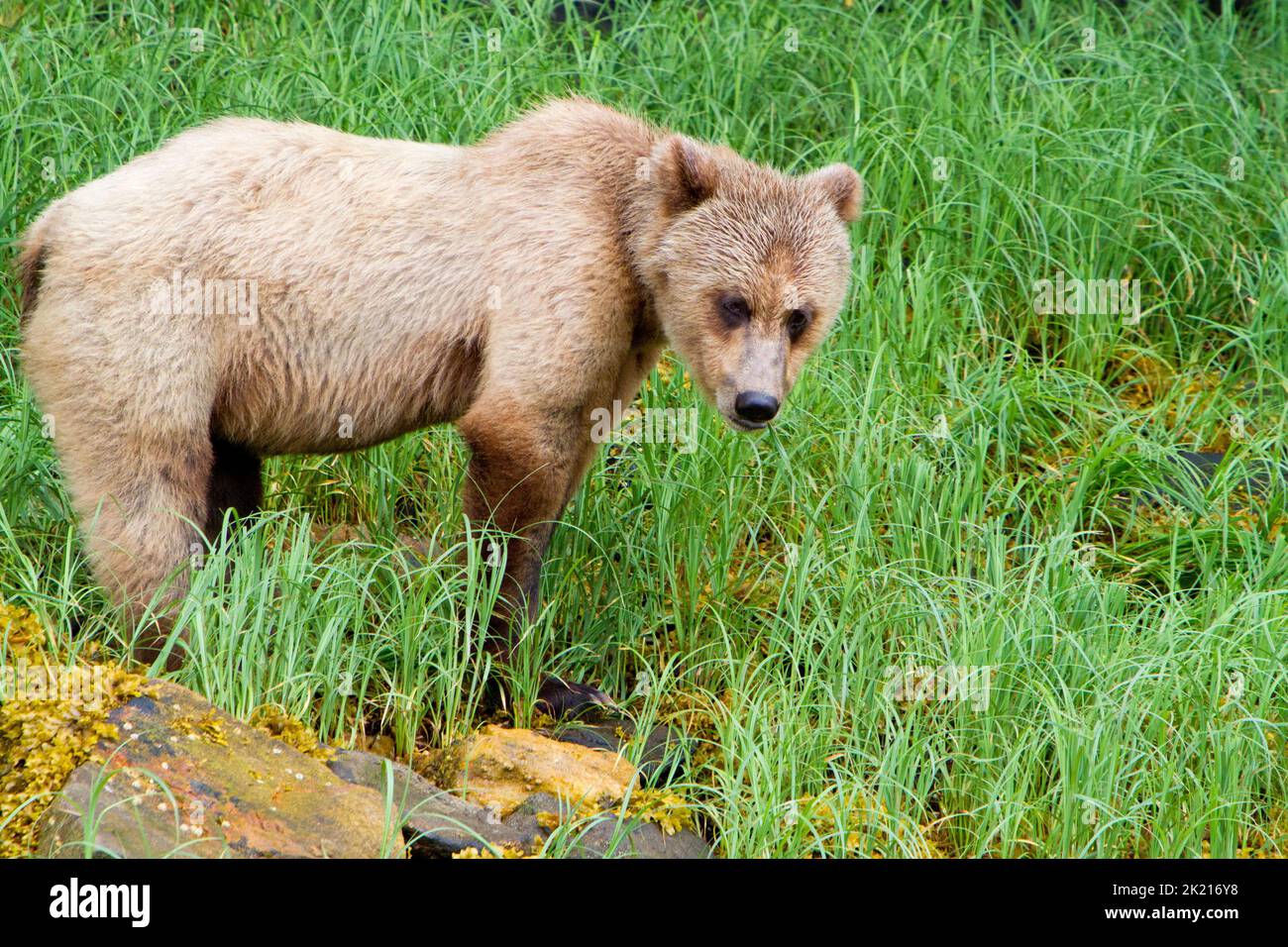 Un jeune ours grizzli (Ursus arctos horribilis) se nourrissant de l'herbe le long des rives de l'Inlet Khutzeymateen, au nord de Prince Rupert, en Colombie-Britannique, au Canada, en juillet Banque D'Images