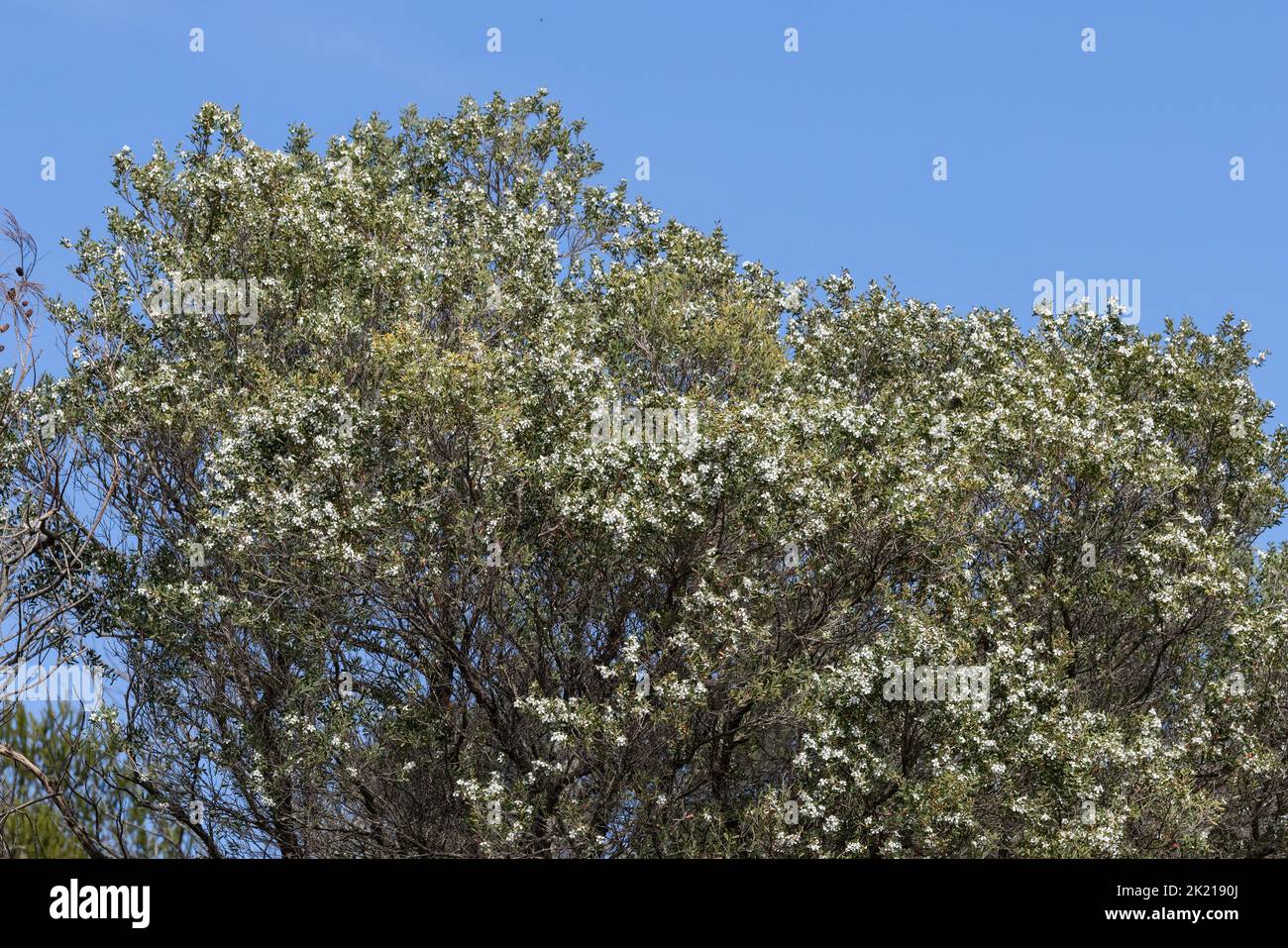 Arbre de thé Coasstal en fleur, Leptospermum laevigatum Banque D'Images