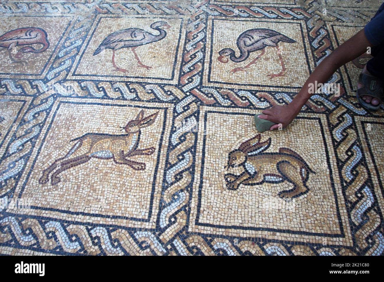 Camp Al Bureij, Gaza. 21st septembre 2022. Ahmad al-Nabahin nettoie un sol en mosaïque qu'il a découvert dans sa ferme et qui remonte à l'ère byzantine, selon les responsables, dans le camp d'Al-Bureij, dans le centre de la bande de Gaza, mercredi 21 septembre 2022. Le ministère palestinien du Tourisme et des Antiquités a annoncé la découverte de la mosaïque, qui sera protégée et un projet d'excavation commencera à Dès que possible. Photo par Ismael Mohamad/UPI crédit: UPI/Alay Live News Banque D'Images