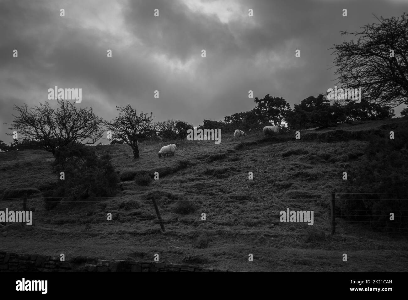 Un cliché noir et blanc d'une pente d'une colline remplie d'arbres et de moutons Banque D'Images