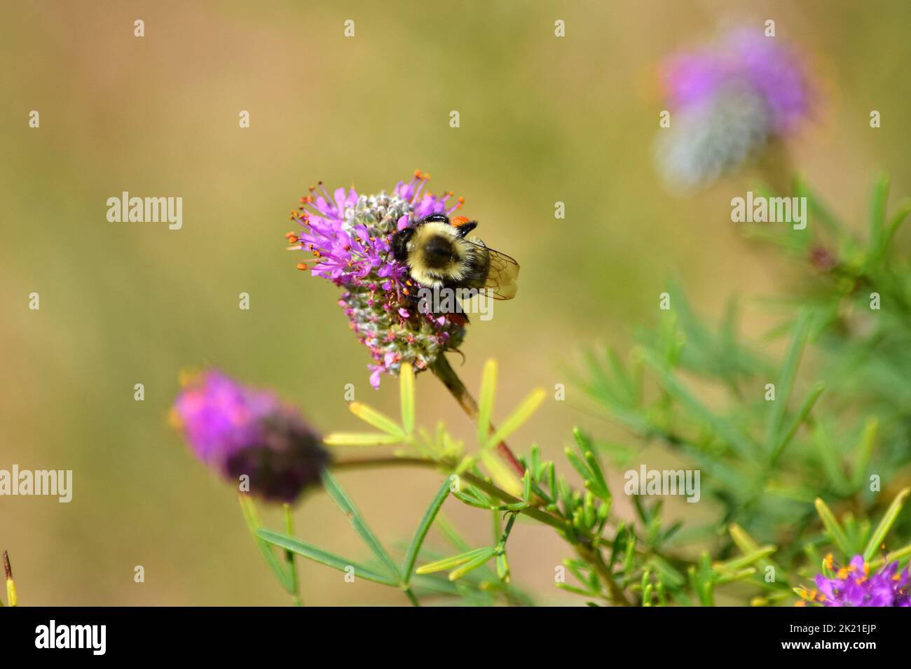 Gros plan d'une abeille sur une fleur de trèfle. Banque D'Images