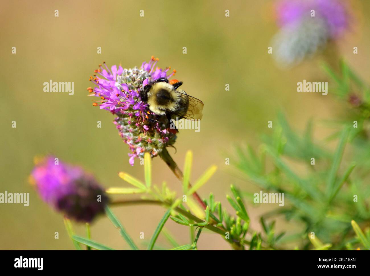 Gros plan d'une abeille sur une fleur de trèfle. Banque D'Images