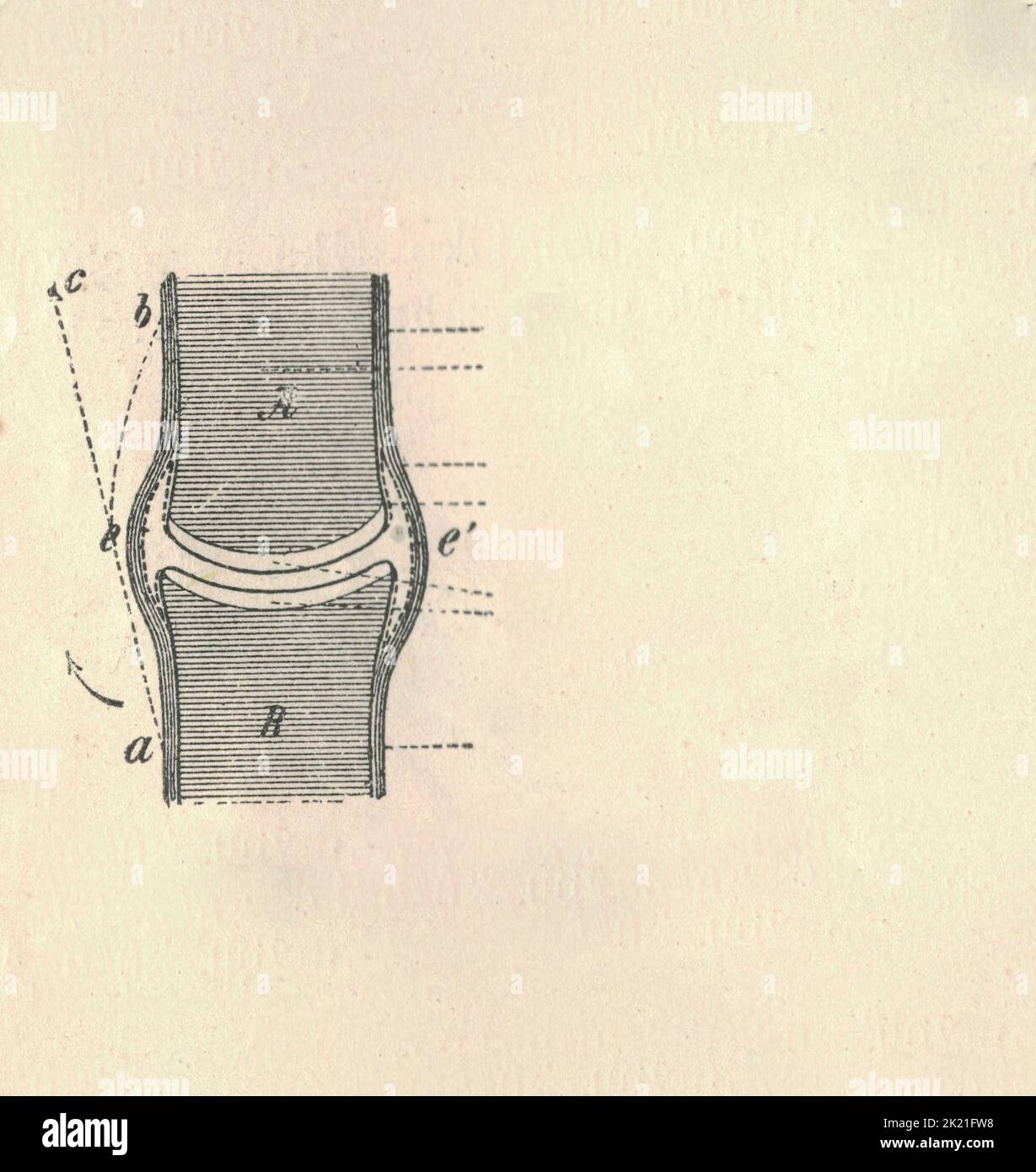 Anatomie articulaire avec des lettres de légende (os, muscles). Illustrations vintage. Y compris la légende des figures. Banque D'Images