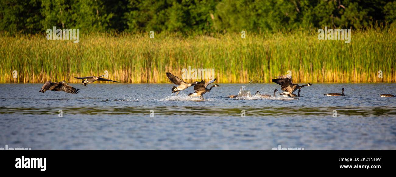 Bernache du Canada (branta canadensis) décollage d'un lac du Wisconsin, panorama Banque D'Images