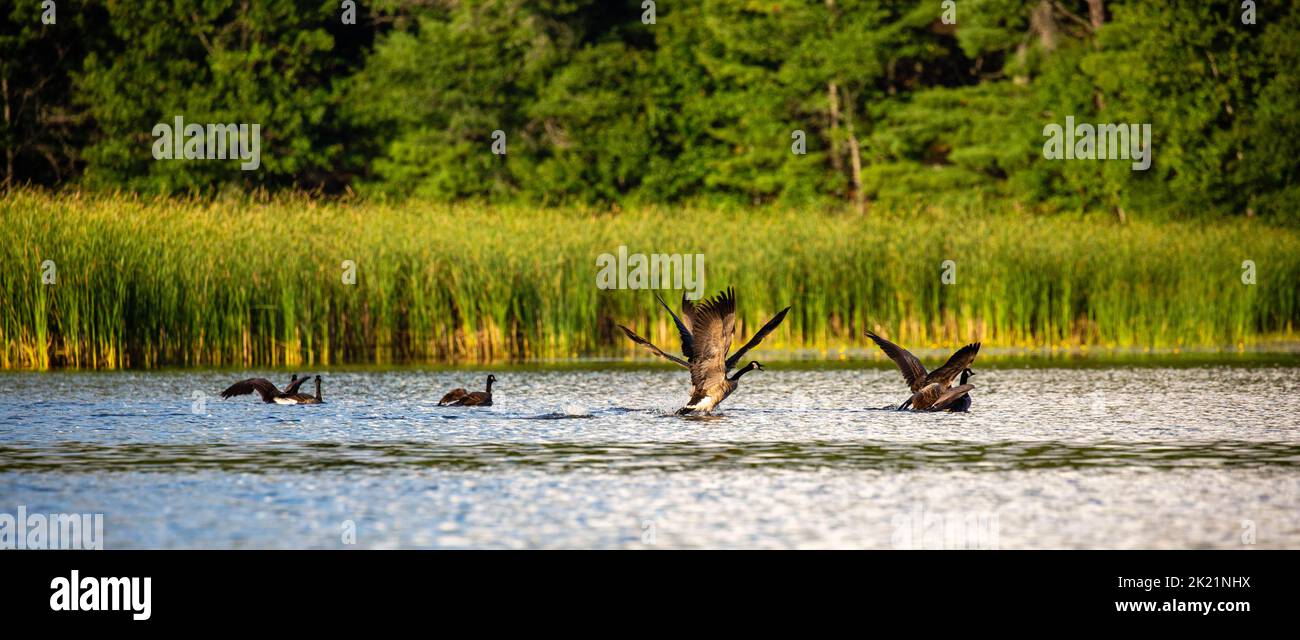 Bernache du Canada (branta canadensis) décollage d'un lac du Wisconsin, panorama Banque D'Images