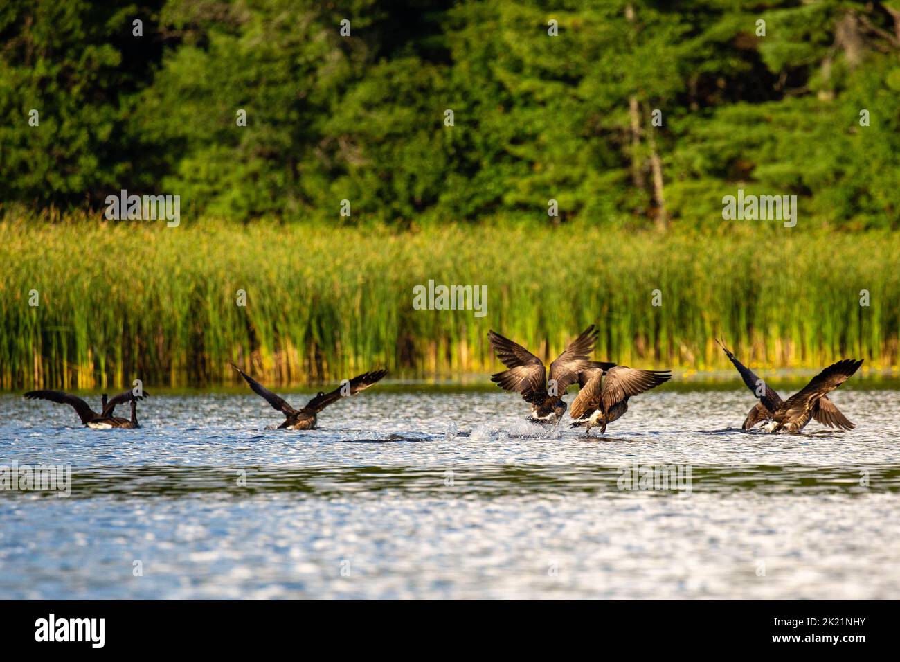 Bernache du Canada (branta canadensis) qui s'envole d'un lac du Wisconsin, à l'horizontale Banque D'Images