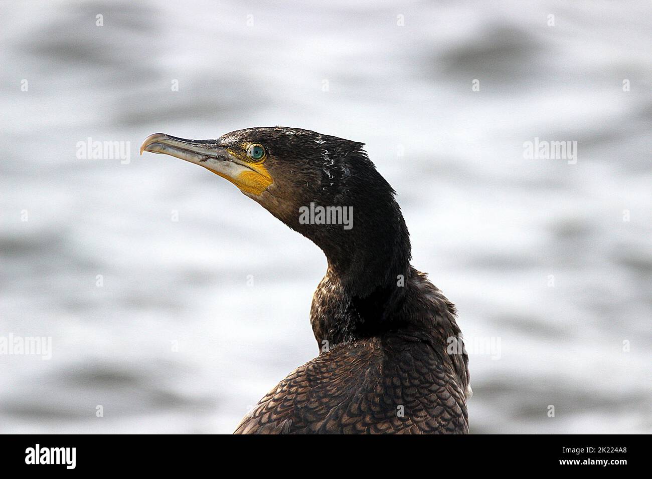 Image de la tête du grand cormorant (Phalacrocorax carbo), à gauche Banque D'Images