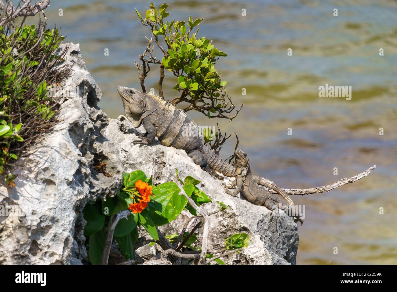 Des iguanes mâles et femelles se bronzant sur une falaise rocheuse en face de l'océan. À Tulum, au Mexique. Banque D'Images
