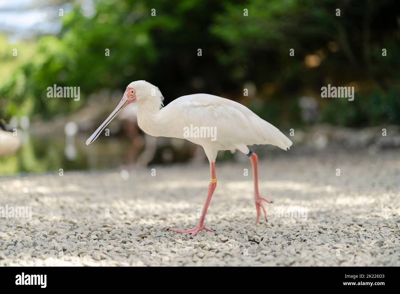 Platalea alba Afro spoonbill à Neo Park, Okinawa, Japon Banque D'Images