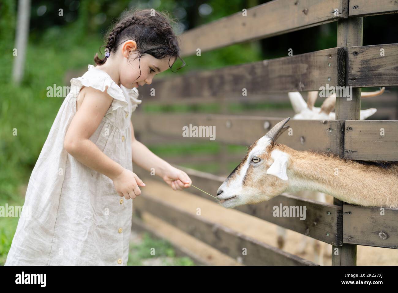 fille de 4 ans nourrissant des chèvres Banque D'Images