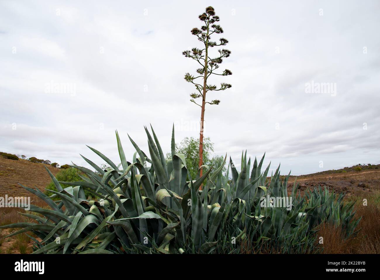 Agave Americana Plant dans la nature Banque D'Images