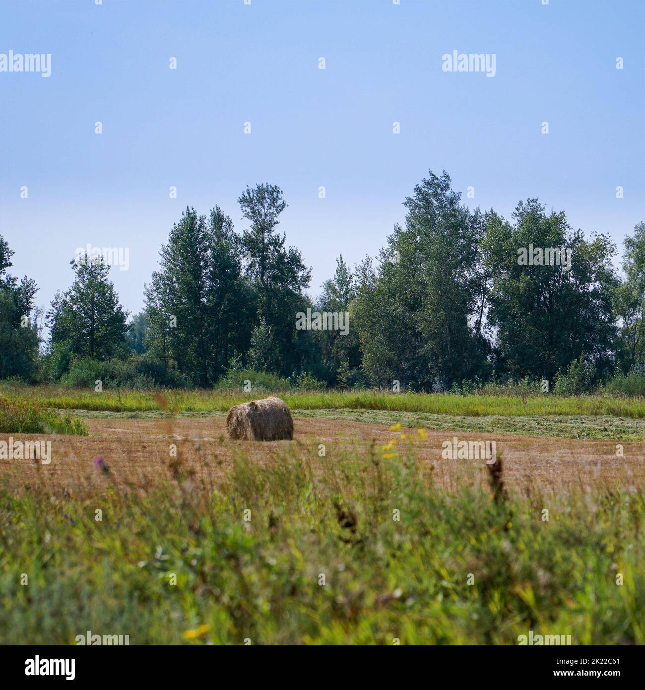 Balles de foin ou rouleaux payeurs dans un défrichement près de la forêt Banque D'Images