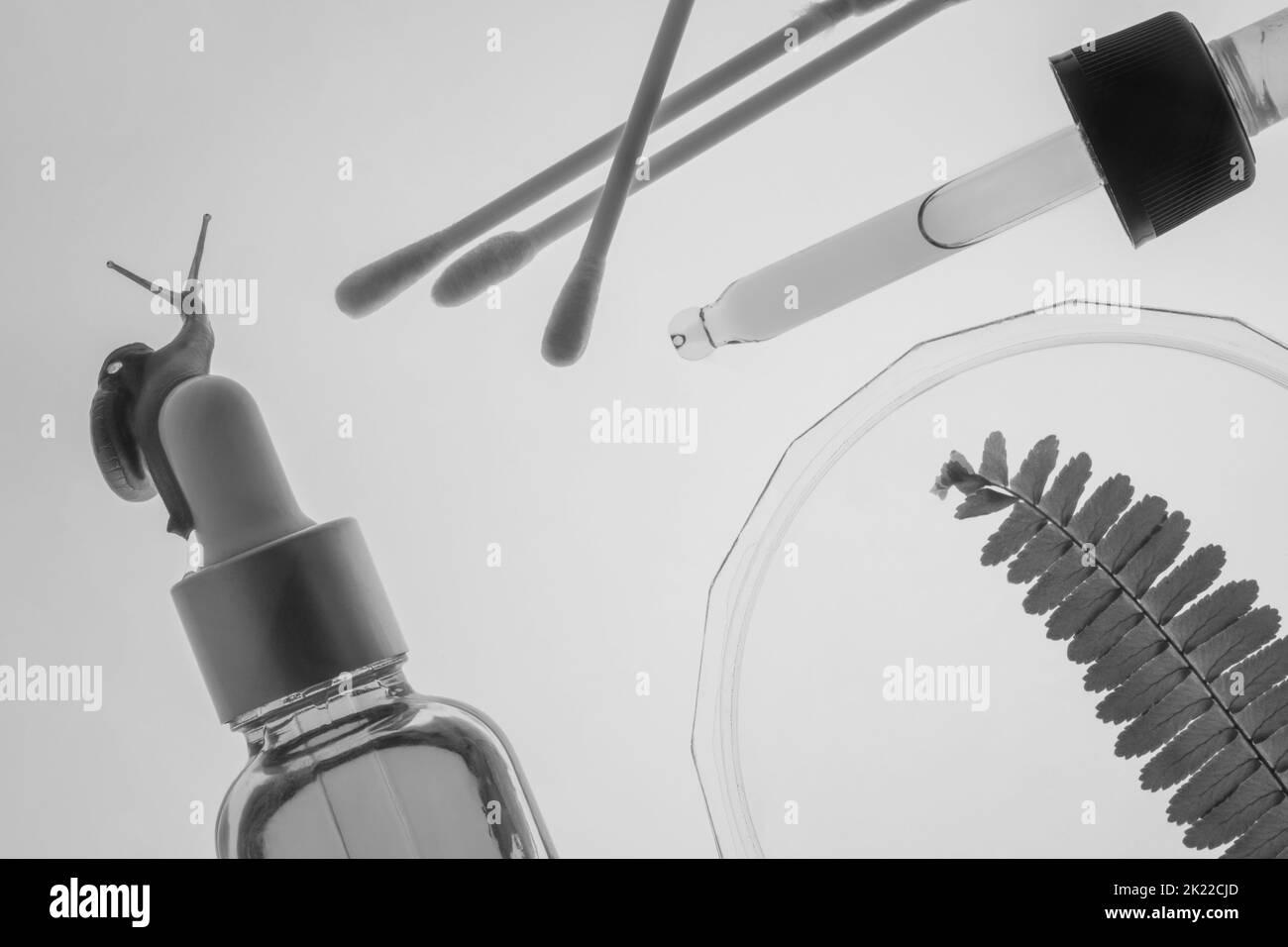 Sérum liquide en flacon avec une pipette. Concept de soins de la peau avec escargot, sérum, boîte de Pétri, fougères, cotons-tiges, pipette. En noir et blanc. Banque D'Images