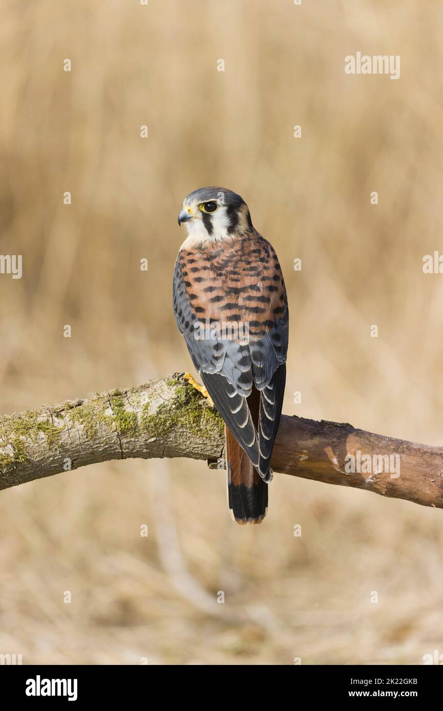 Kestrel américain Falco sparverius, mâle immature perché sur la branche, conditions contrôlées Banque D'Images