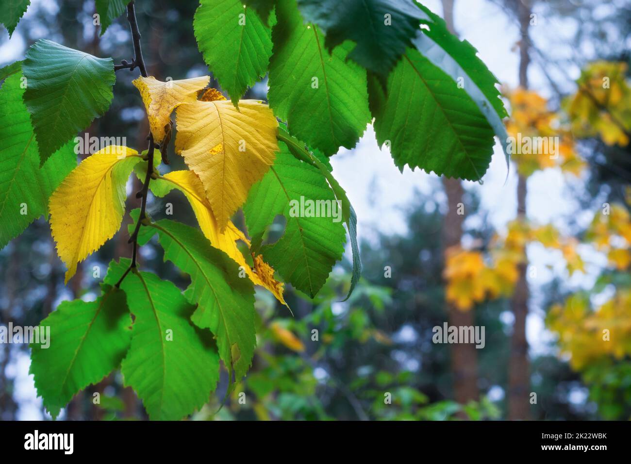 Une branche avec des feuilles d'automne sur un fond de forêt coloré non focalisé. Mise au point sélective Banque D'Images