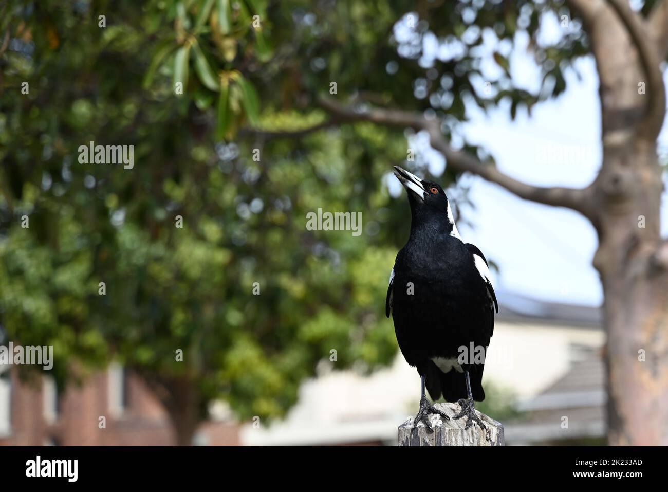Vue de face d'un magnifique magpie australienne masculine, son bec ouvert pendant qu'il se déforme tout en se tenant au sommet d'un fencepost en bois Banque D'Images