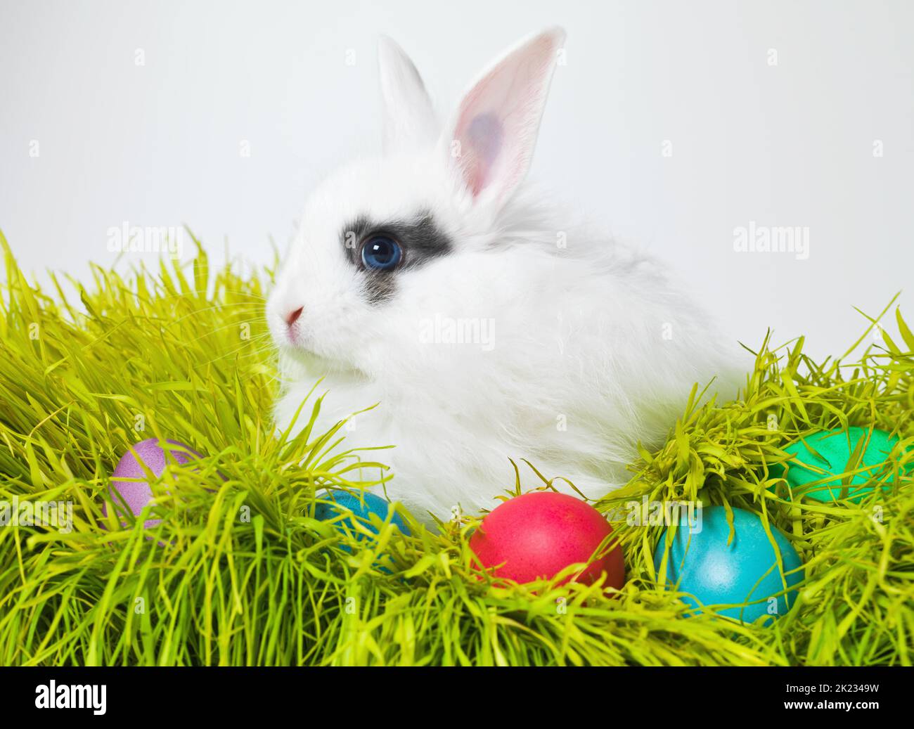 C'est cette période de l'année pour les lapins et les oeufs. Photo en studio d'un joli lapin sur l'herbe avec un assortiment d'œufs aux couleurs vives Banque D'Images