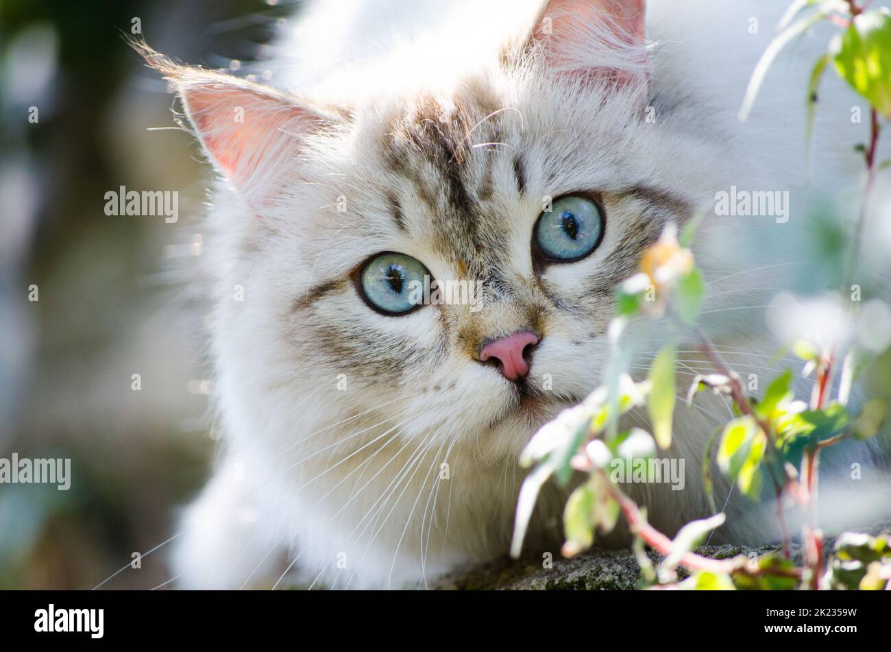 Chat persan mignon de couleur grise et yeux bleus jouant autour dans le jardin. Banque D'Images