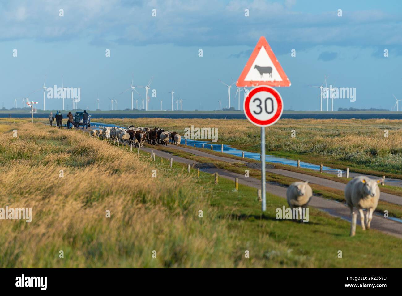 Hamburger Hallig partiellement inondé, petit îlot de la mer du Nord, Reußenköge, Frise du Nord, Schleswig-Holstein, Allemagne du Nord Banque D'Images