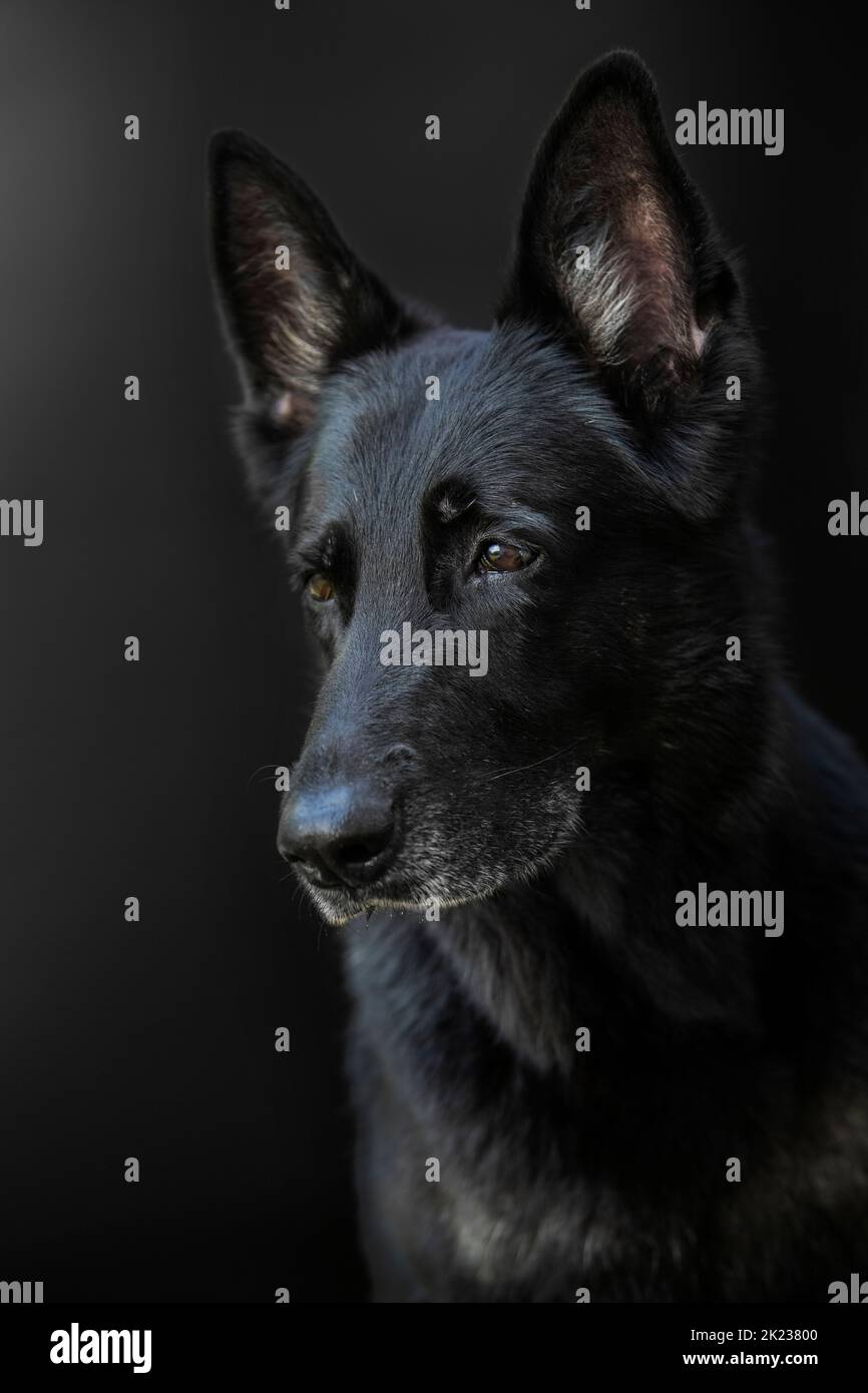 Portrait d'un chien, pur-sang allemand Berger de couleur noire sur fond noir, grand Banque D'Images