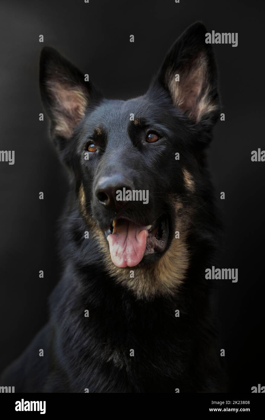 Portrait d'un chien, pur-sang allemand Berger de couleur noire sur fond noir, grand Banque D'Images