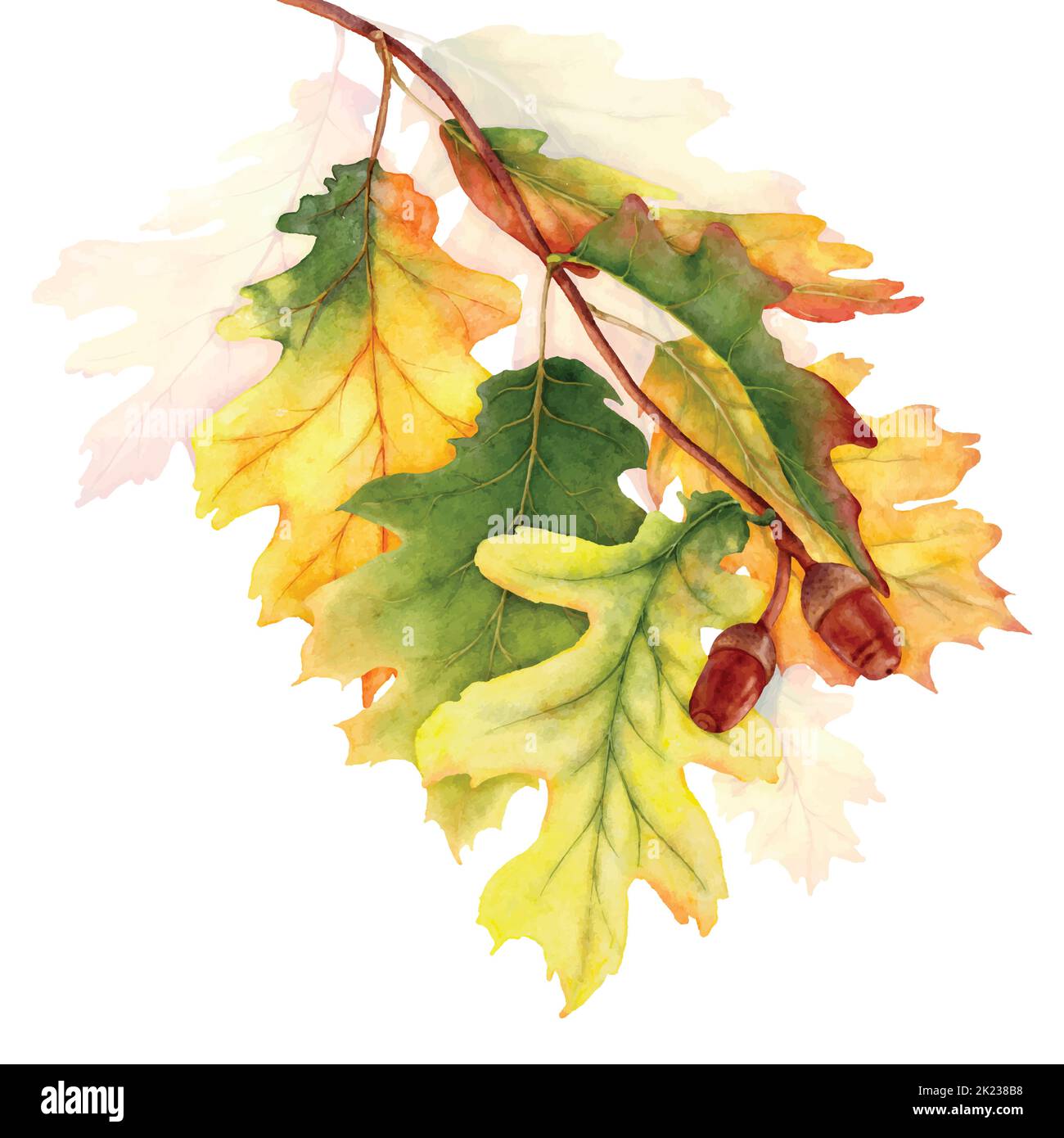 Automne coloré avec des branches de feuilles de chêne, illustration aquarelle avec dessin à la main. Convient pour décorer dans le festival d'automne, cartes de voeux ou poste Illustration de Vecteur
