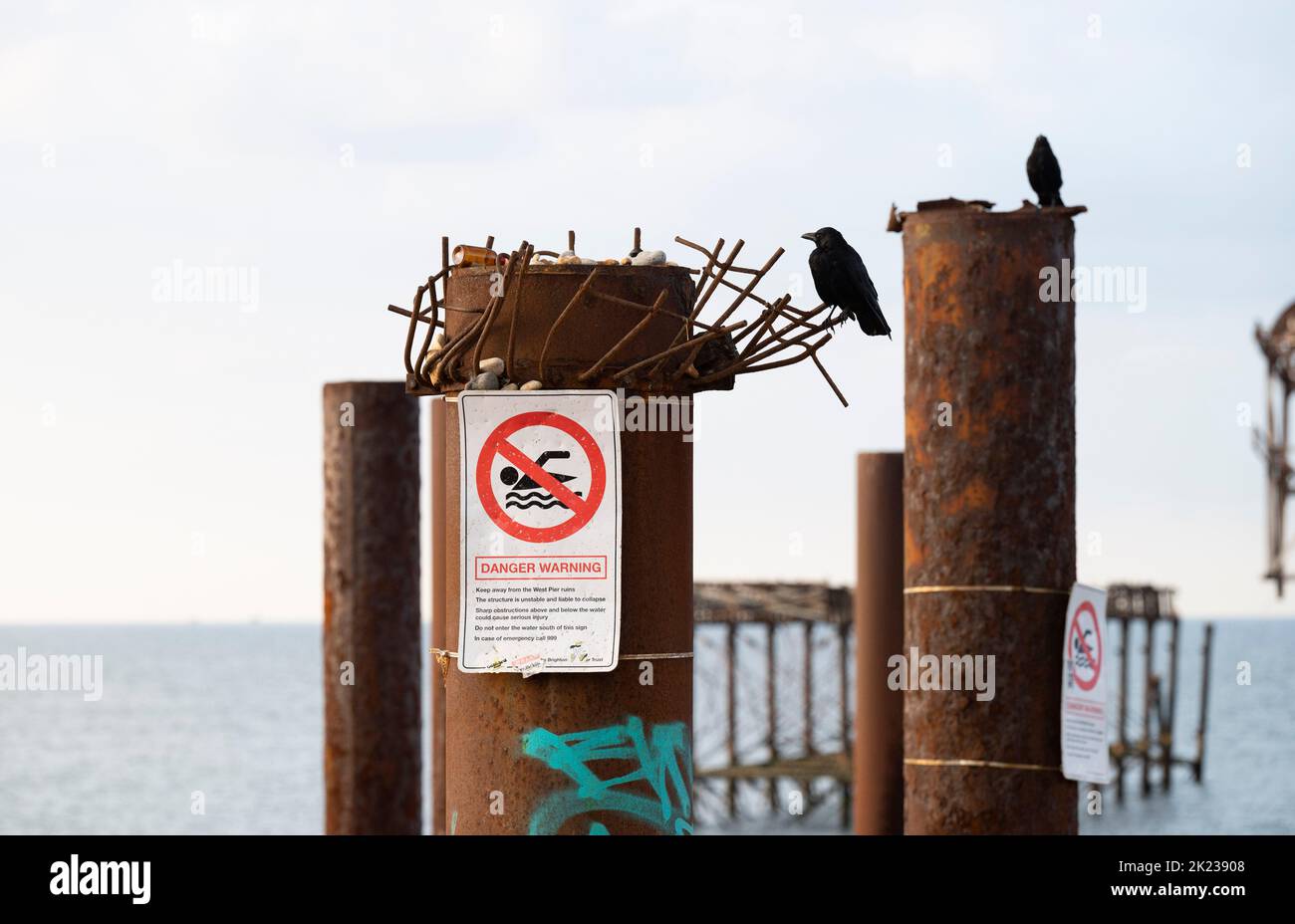 Carrion Crows assis sur de vieux piliers de West Pier raillés avec des signes de danger de natation Brighton , Sussex , Angleterre Royaume-Uni Banque D'Images