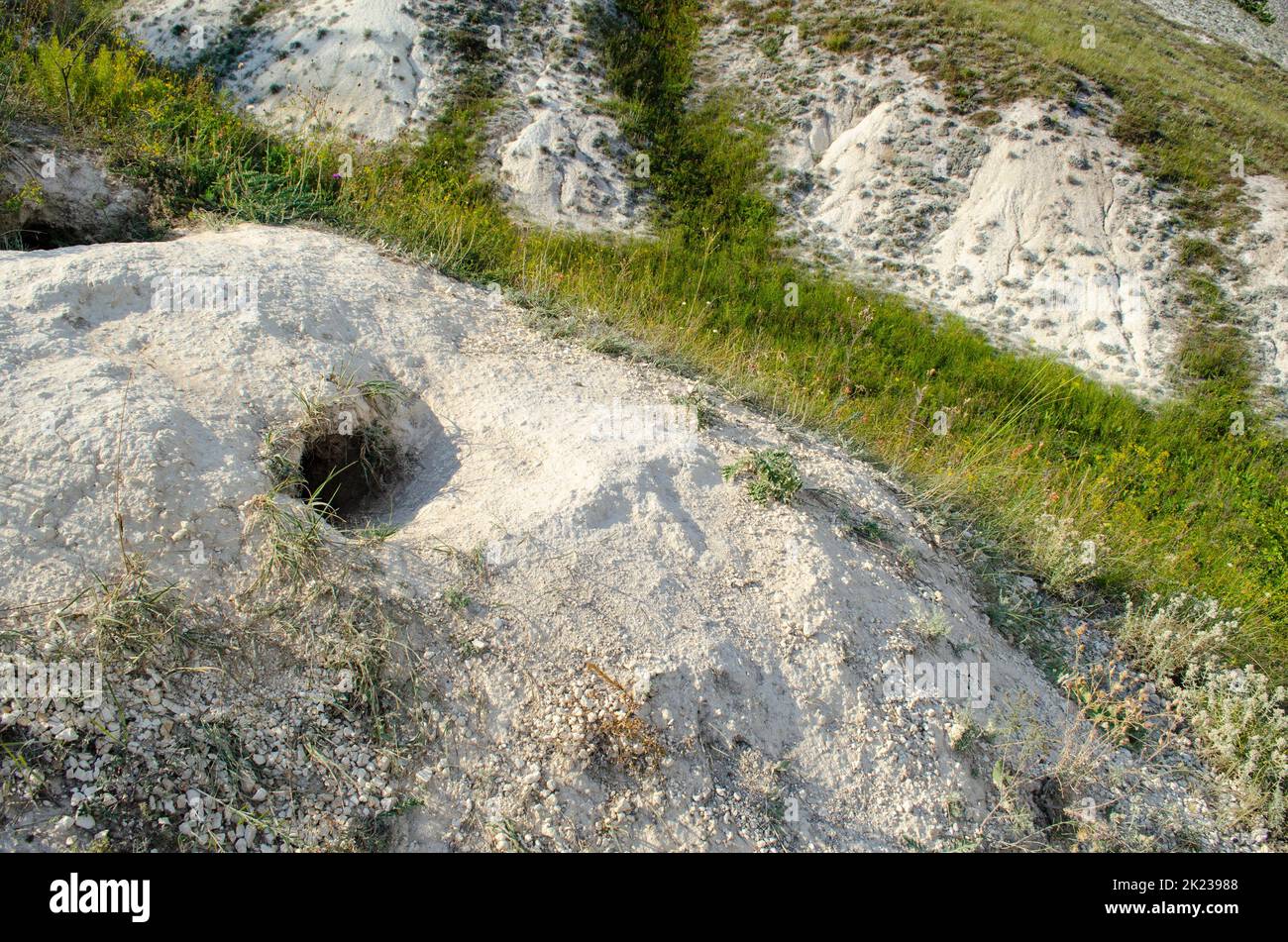 Terrier de porc in vivo.Le Burrow de Marmota bobak dans les montagnes de craie au milieu de l'herbe.Terrow sur la colline Banque D'Images