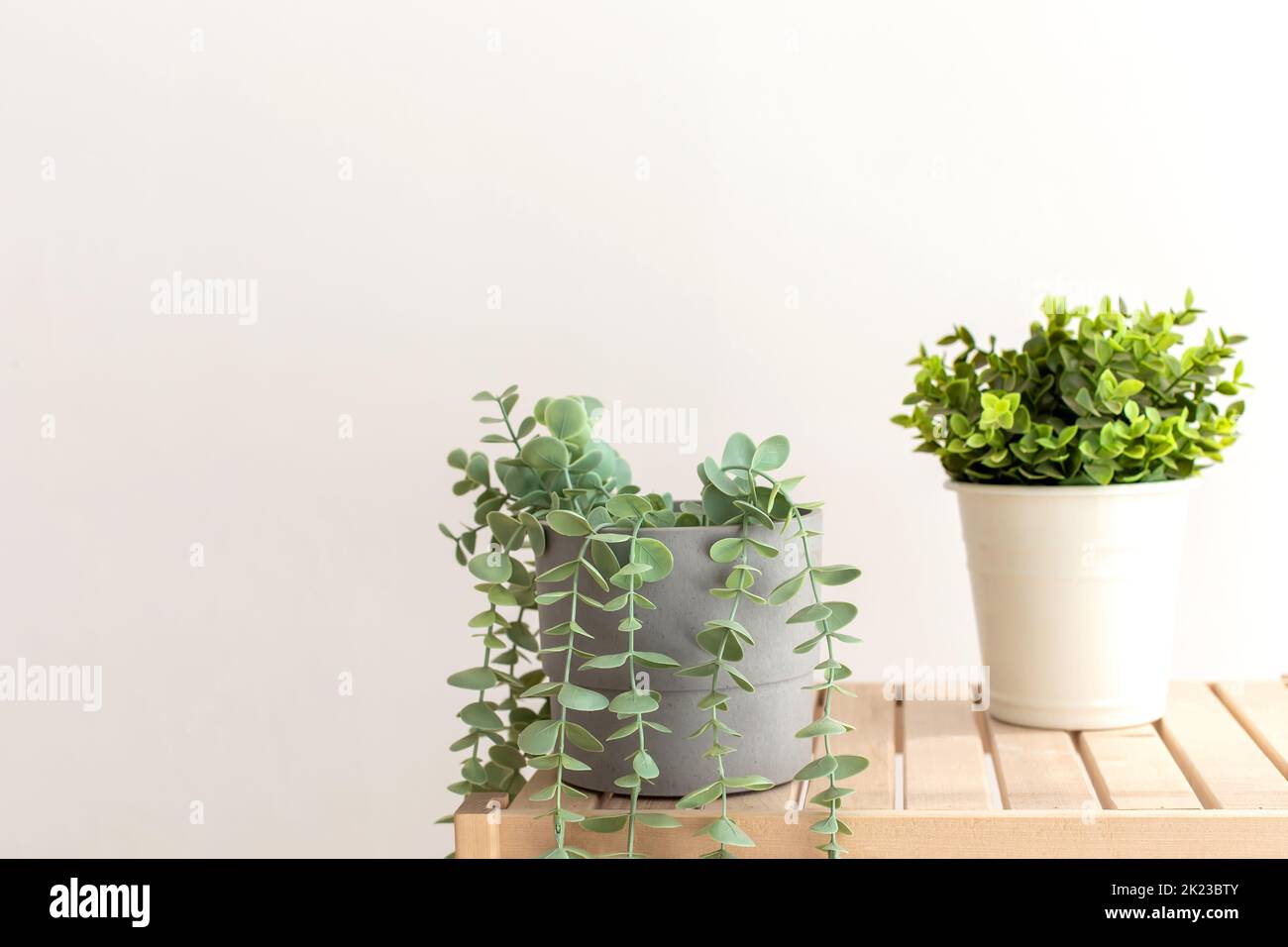 Succulents artificiels avec plantes exotiques dans des pots en céramique blanche sur une table en bois. Banque D'Images