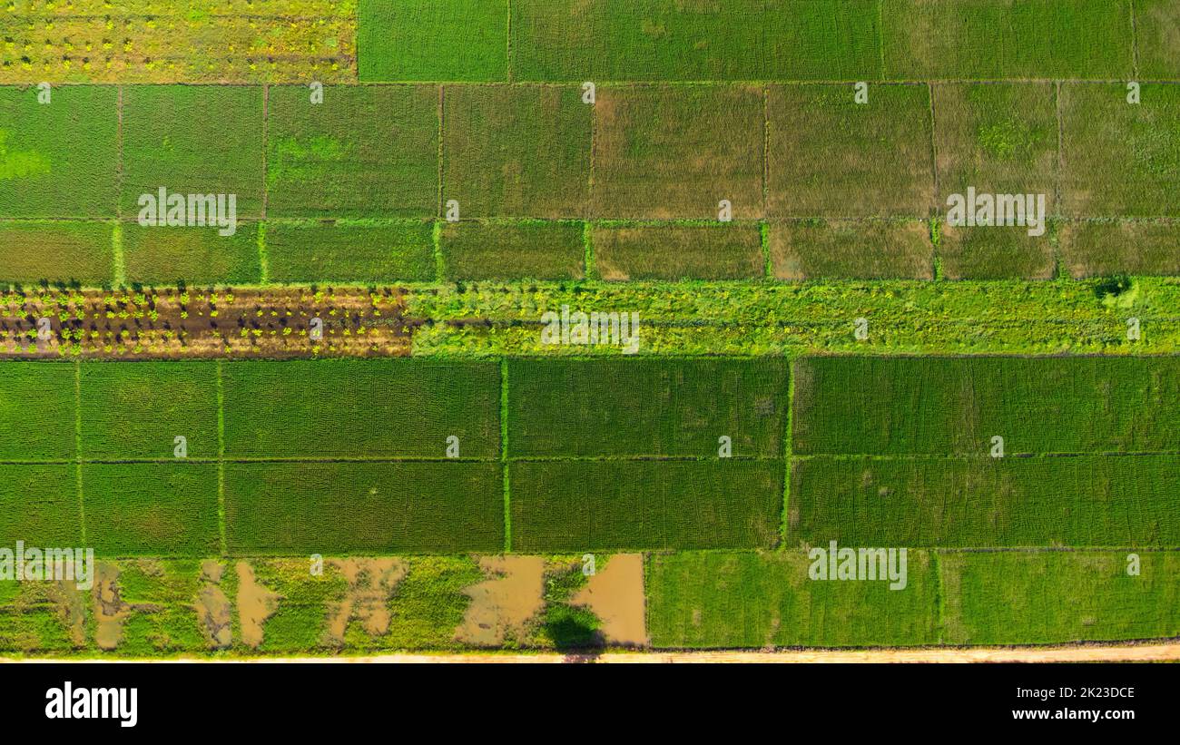 Vue aérienne sur les terres fertiles verdoyantes des rizières. Beaux paysages de zones agricoles ou de culture dans les pays tropicaux. Banque D'Images