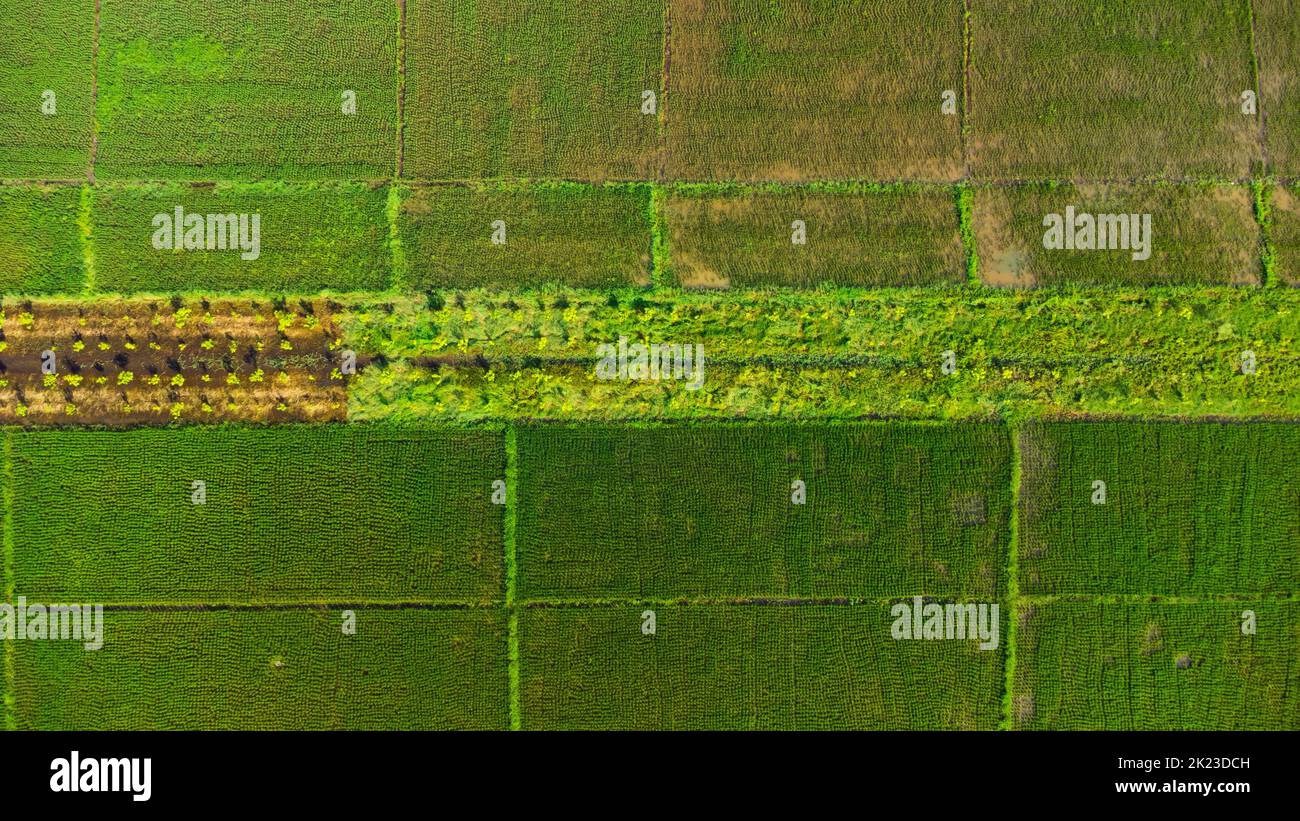 Vue aérienne sur les terres fertiles verdoyantes des rizières. Beaux paysages de zones agricoles ou de culture dans les pays tropicaux. Banque D'Images