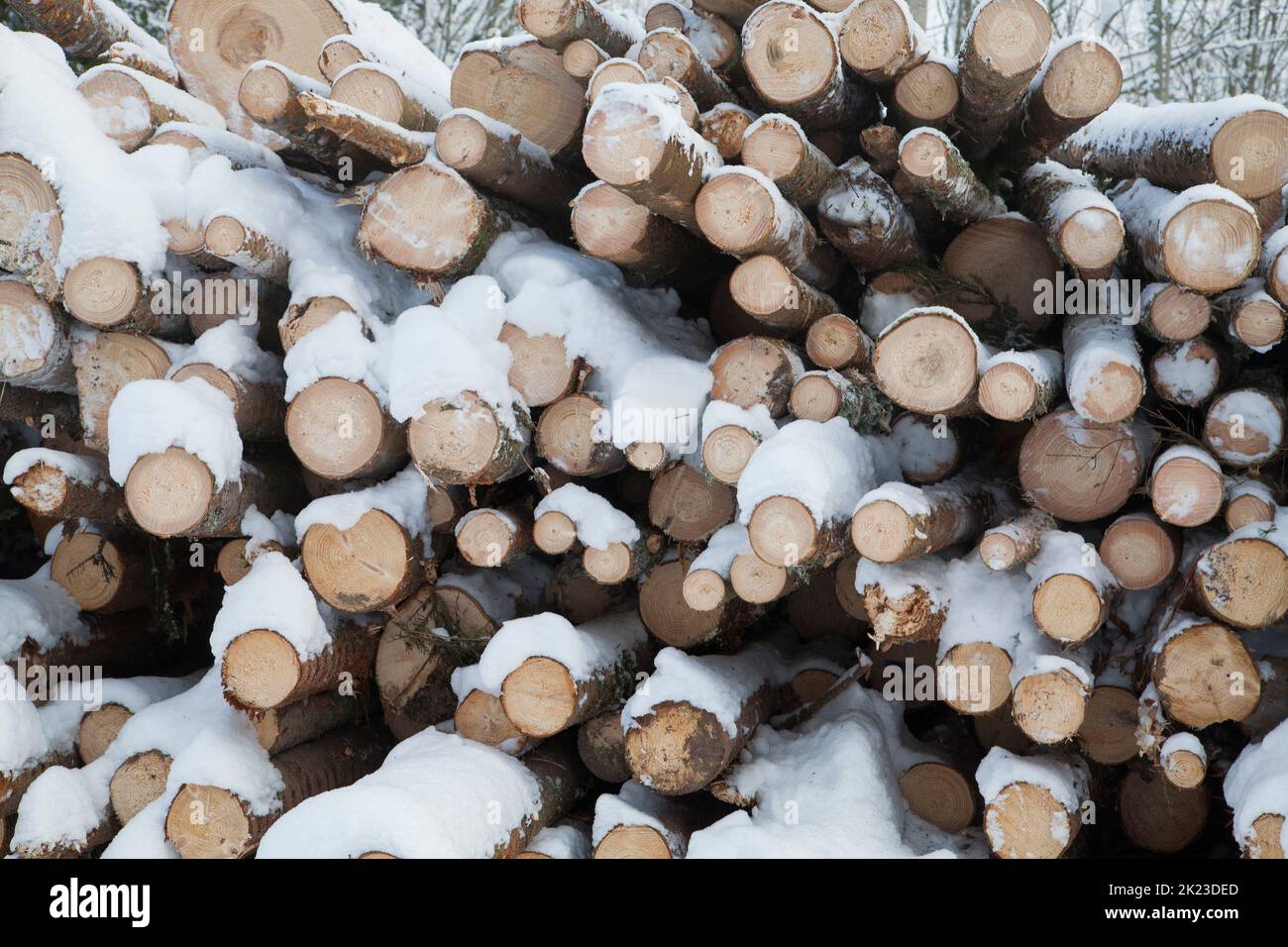 Une PILE DE BOIS en hiver Banque D'Images