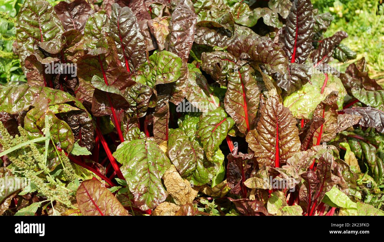 Verger rouge vert bio feuilles blanc suisse Beta vulgaris jardin ferme agricole mûr variété fraîche cicla groupe flavescens organiquement cultivé perpétuel, spinac Banque D'Images