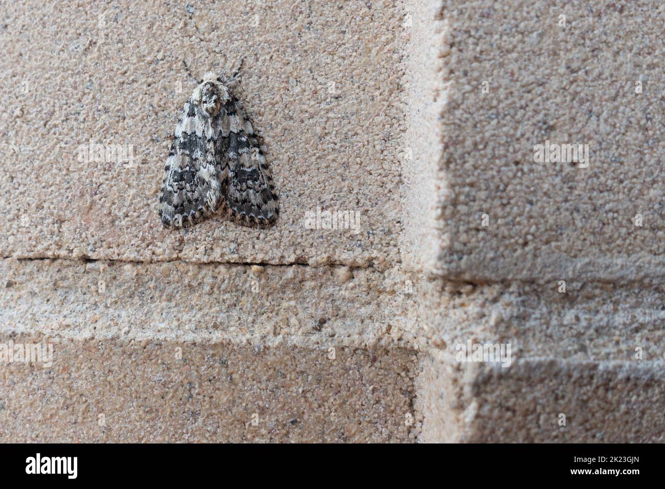 Papillon de beauté marbré (Bryophila domestica) reposant sur un mur, faune britannique Banque D'Images