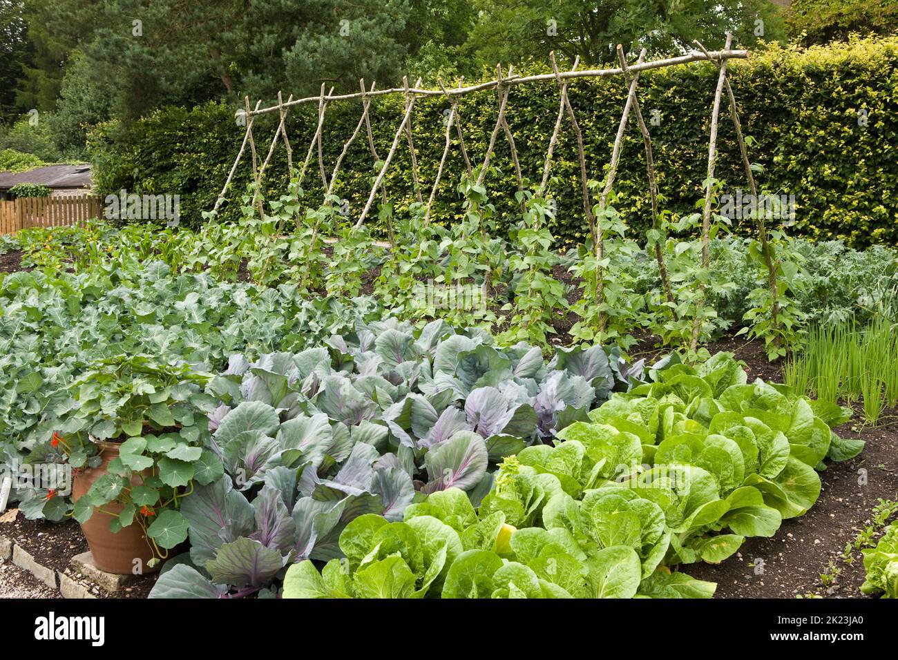 Un jardin bien entretenu cultivant une variété de cultures, l'Angleterre Banque D'Images