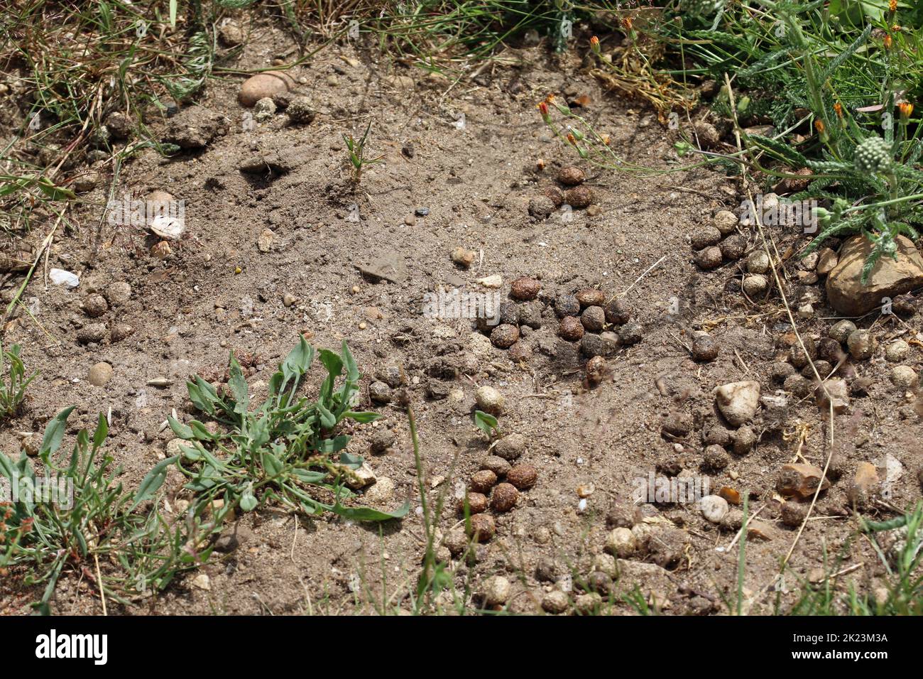 Lapin, Oryctolagus cuniculus, fèces sur sol sableux en gros plan avec cailloux de pierre et herbe floue en arrière-plan. Banque D'Images