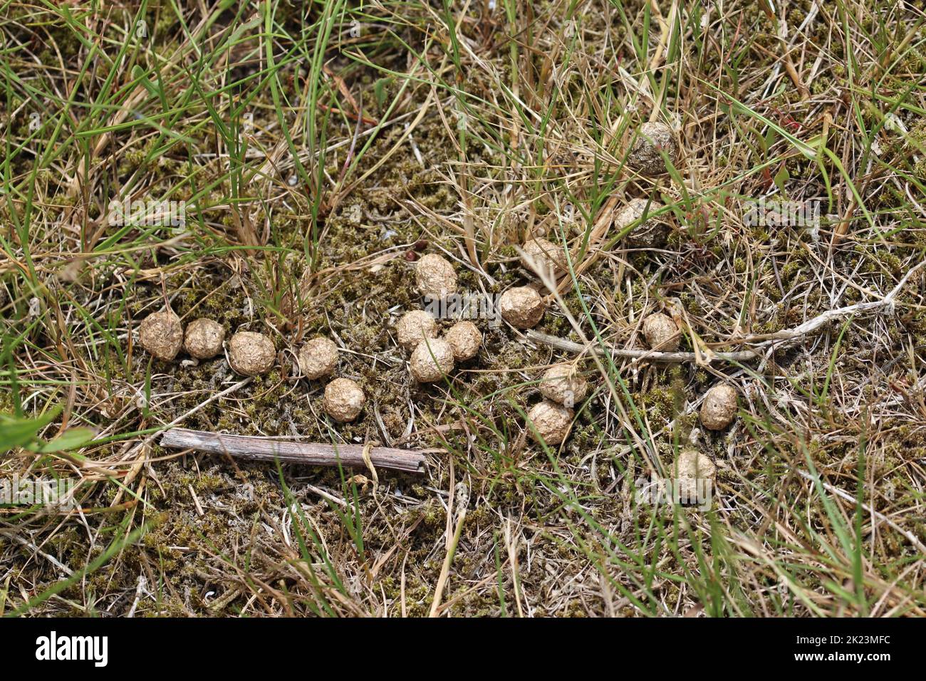 Lapin, Oryctolagus cuniculus, fèces sur sol sableux en gros plan avec cailloux de pierre et herbe floue en arrière-plan. Banque D'Images