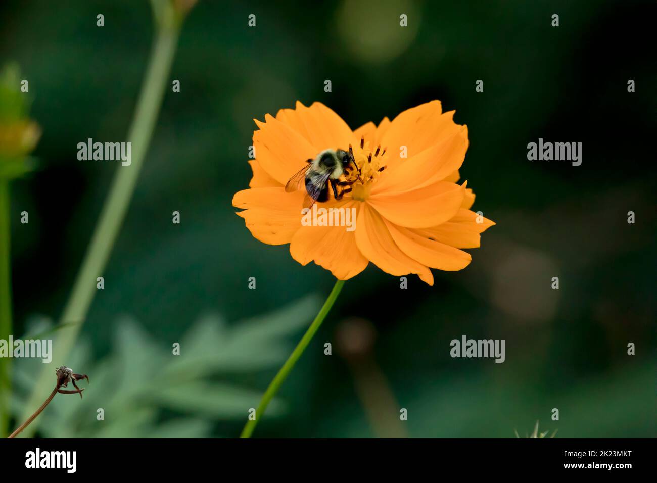 Abeille minière sur la fleur de cosmos orange, Cosmos sulfureus, dans le jardin le matin d'une fin de journée d'été. Banque D'Images